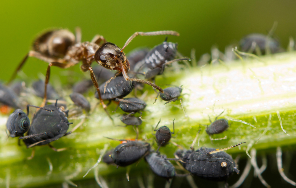 Prírodná bariéra proti mravcom 900g EKOLAS