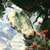 Krokodília hlava Defenders Croc - plávajúca ochrana pre vodné plochy - Image 10