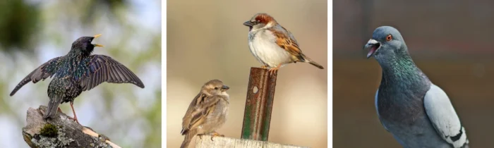 Solárny zvukový odpudzovač vtákov VIANO OP1 • Kliešť.sk