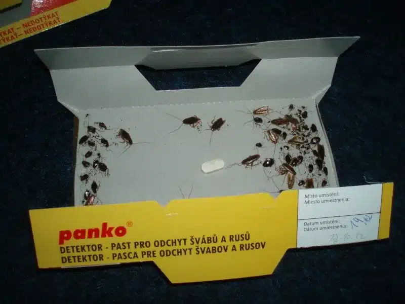 Lepova-pasca-Pagoda-PANKO-6_6 • Kliešť.sk Lepová pasca Pagoda PANKO – profesionálna kontrola v balení 15 ks • Kliešť.sk